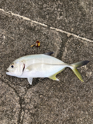 オニヒラアジの釣果