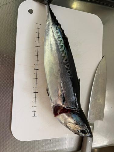 ソウダガツオの釣果