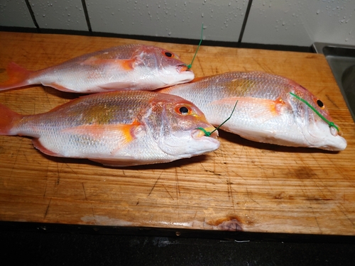 レンコダイの釣果