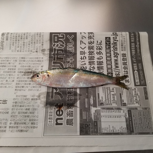 イワシの釣果