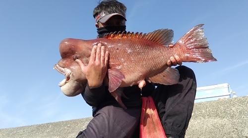 コブダイの釣果