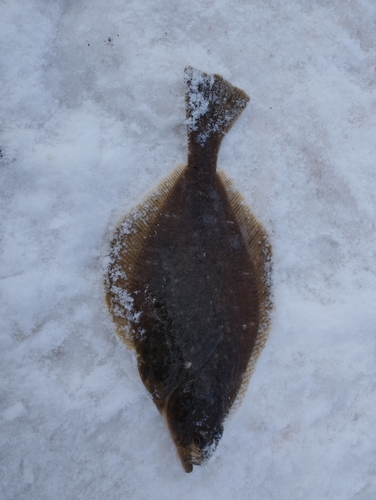 ソウハチの釣果