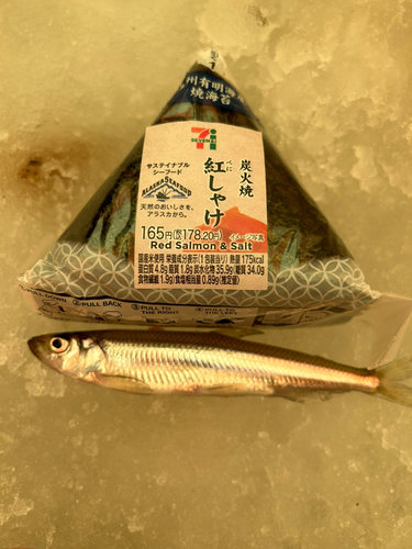 ワカサギの釣果