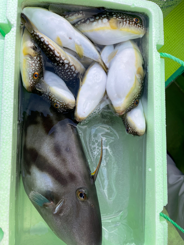 コモンフグの釣果