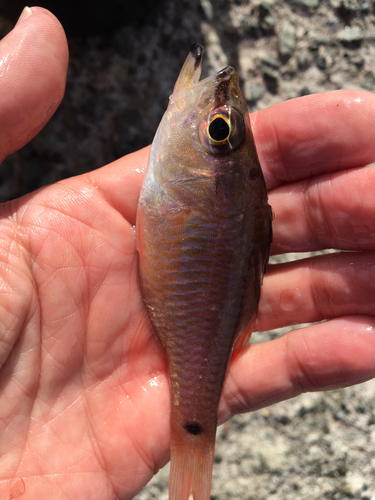 クロホシイシモチの釣果