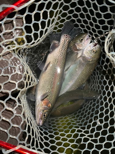 ニジマスの釣果