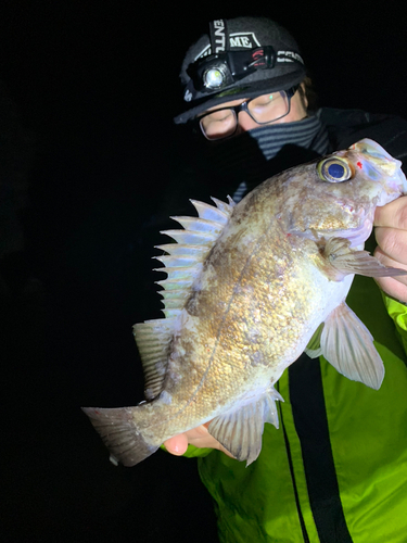 メバルの釣果