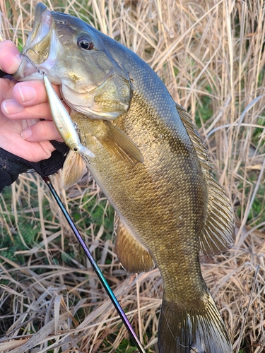 スモールマウスバスの釣果