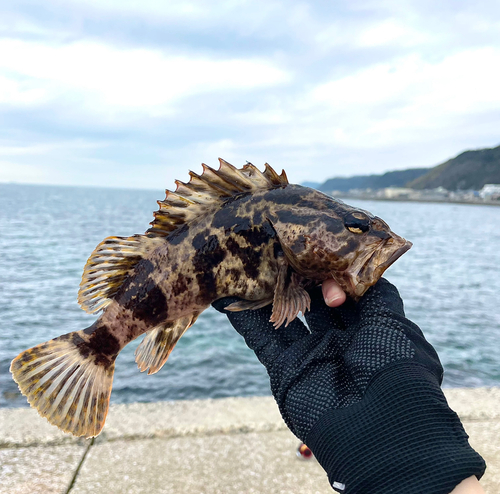 タケノコメバルの釣果