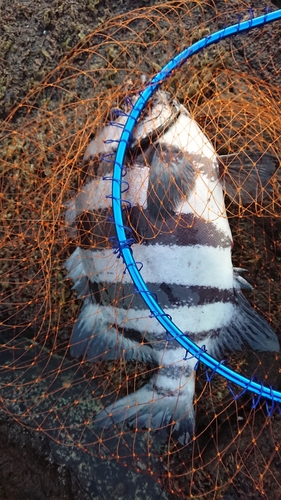 イシダイの釣果