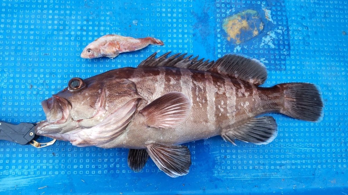 海賊ジャックさんの釣果 2枚目の画像