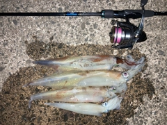 ヤリイカの釣果