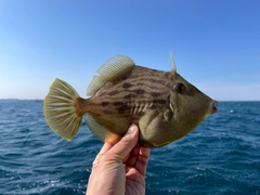 カワハギの釣果