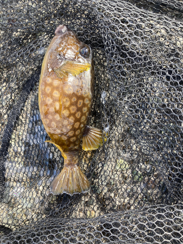 ハコフグの釣果