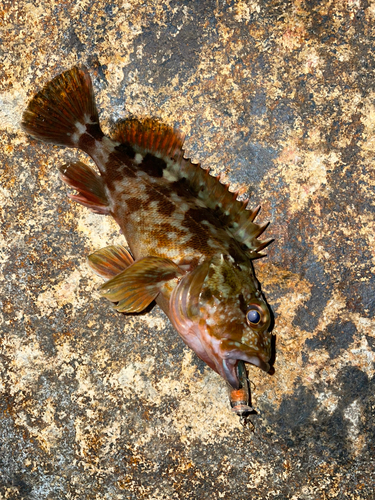 カサゴの釣果