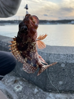 カサゴの釣果