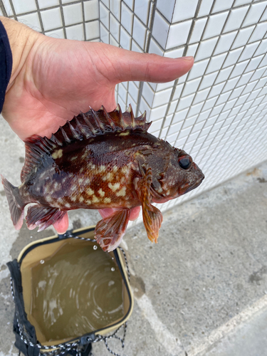 カサゴの釣果