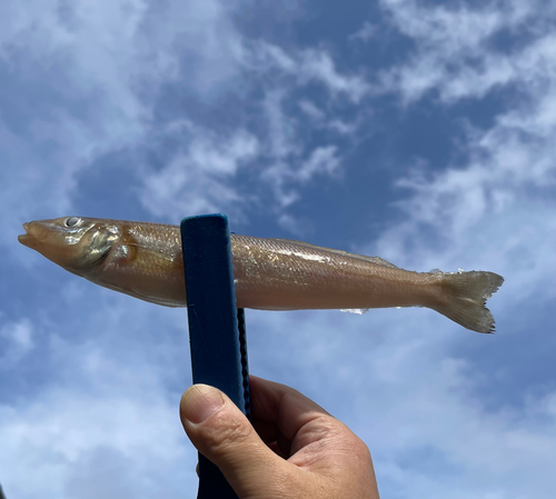 キスの釣果