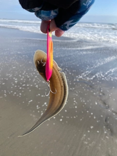 シタビラメの釣果