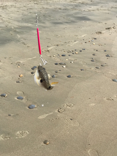 ハコフグの釣果