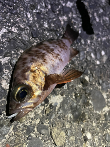 メバルの釣果