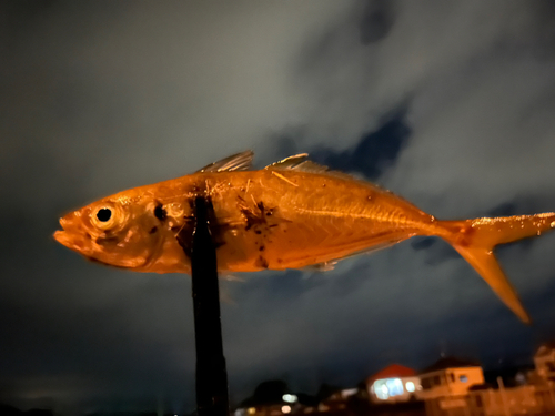 マアジの釣果