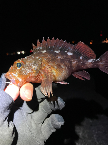 カサゴの釣果