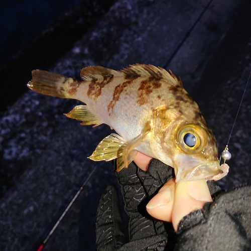 メバルの釣果