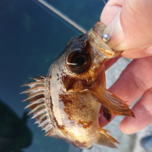 メバルの釣果