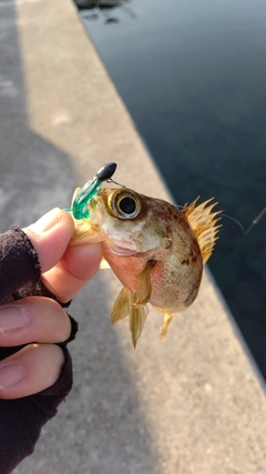 シロメバルの釣果