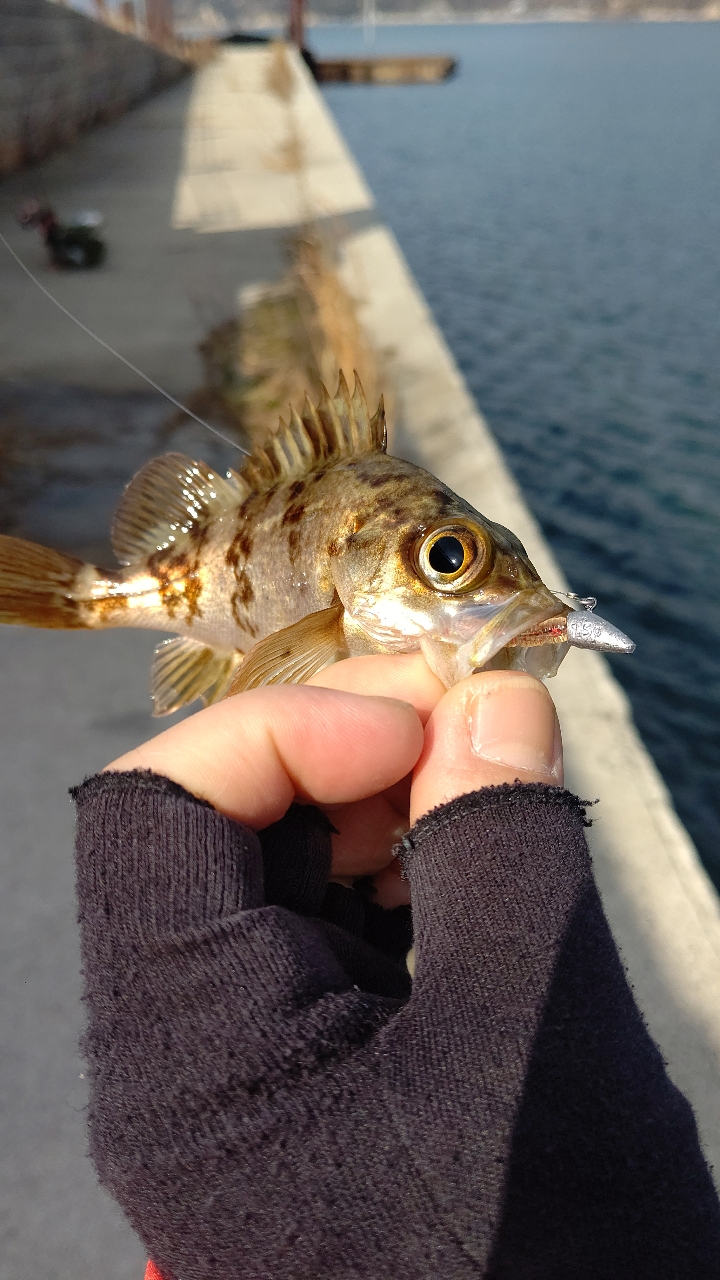 シロメバル