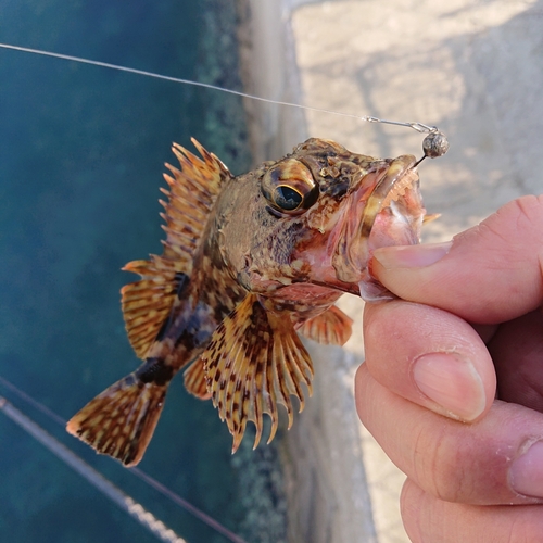 アラカブの釣果