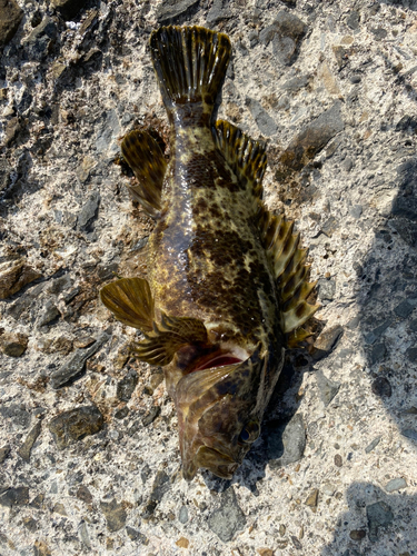 タケノコメバルの釣果