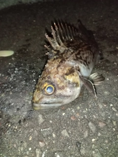 クロソイの釣果