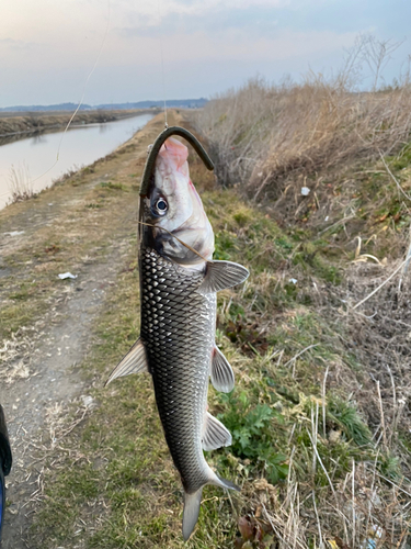 ニゴイの釣果