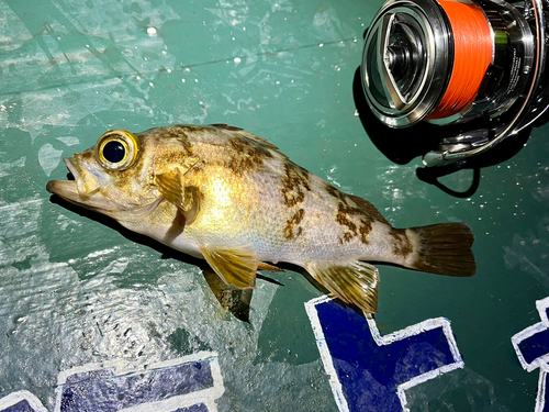 メバルの釣果