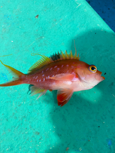 サクラダイの釣果