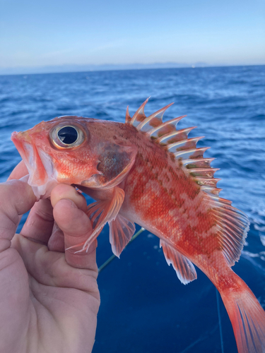 ユメカサゴの釣果