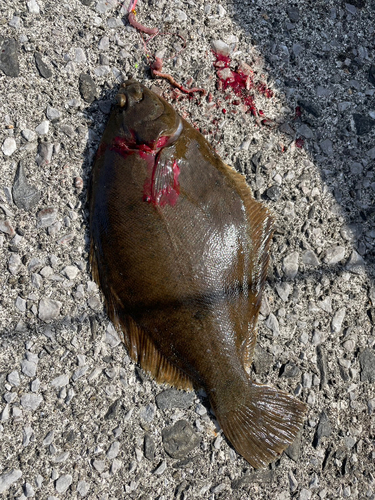 マコガレイの釣果