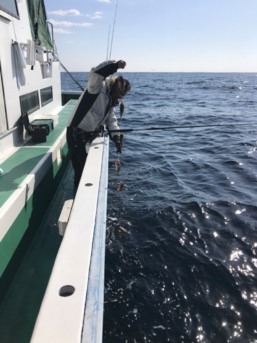 クロメバルの釣果