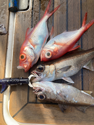 ユメカサゴの釣果