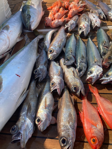 クロムツの釣果