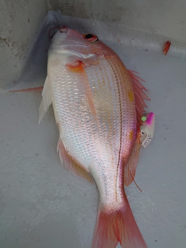 イトヨリダイの釣果