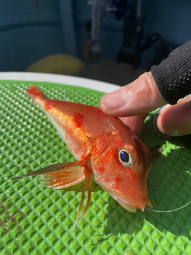 カナガシラの釣果