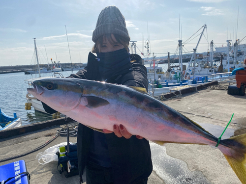 イナダの釣果