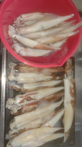 ヤリイカの釣果