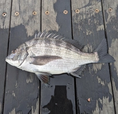 クロダイの釣果