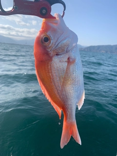 レンコダイの釣果