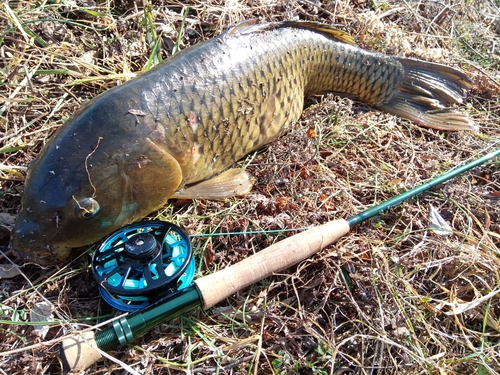 コイの釣果