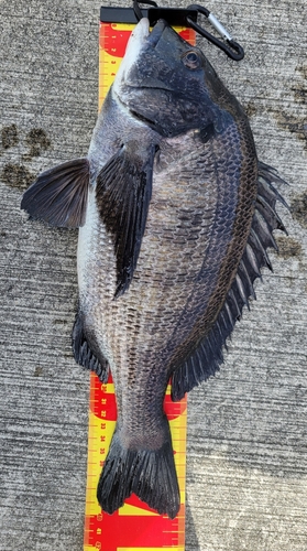 クロダイの釣果